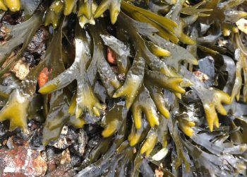 Descubren nuevo biomaterial de origen marino que destruye el SARS-CoV-2