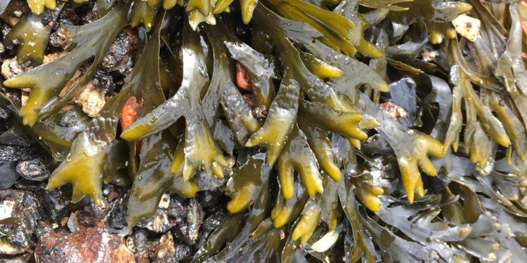 Descubren nuevo biomaterial de origen marino que destruye el SARS-CoV-2