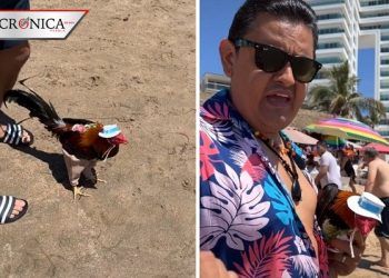 ‘Le dije que le iba a dar esta vida’: hombre lleva a su gallo de vacaciones (VIDEO)