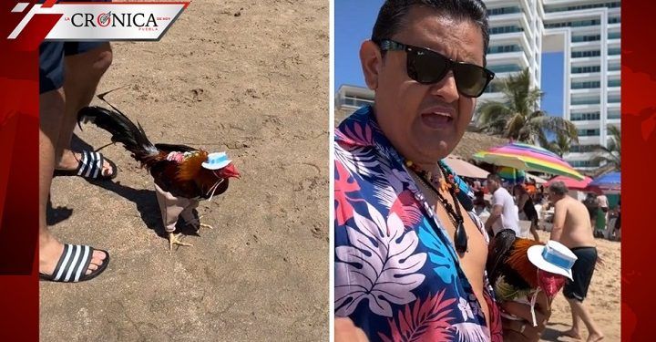 ‘Le dije que le iba a dar esta vida’: hombre lleva a su gallo de vacaciones (VIDEO)