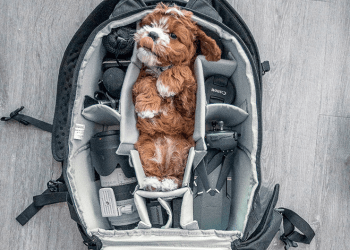 Tips para viajar en avión con tu mascota