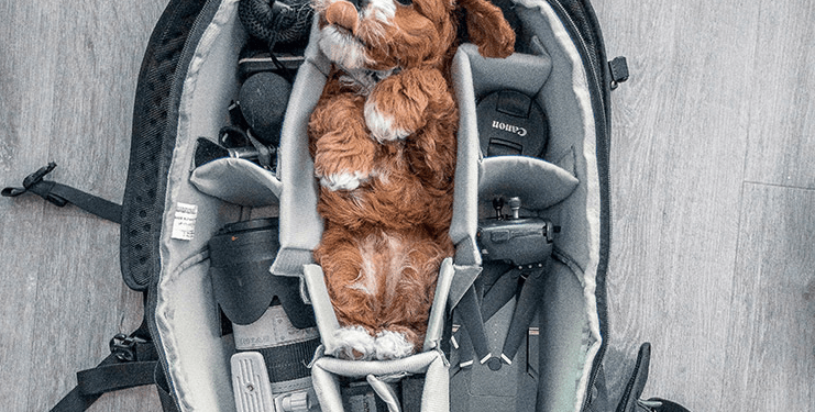 Tips para viajar en avión con tu mascota