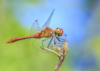Insectos se han reducido un 49 % por presión humana en algunas zonas   