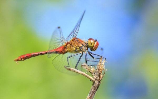 Insectos se han reducido un 49 % por presión humana en algunas zonas