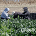 Da gobierno un subsidio a productores