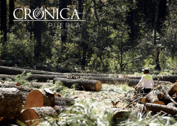 Anuncian programa de reforestación