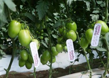 Exportará Puebla hasta mil 500 toneladas de tomate atlixquense a EU