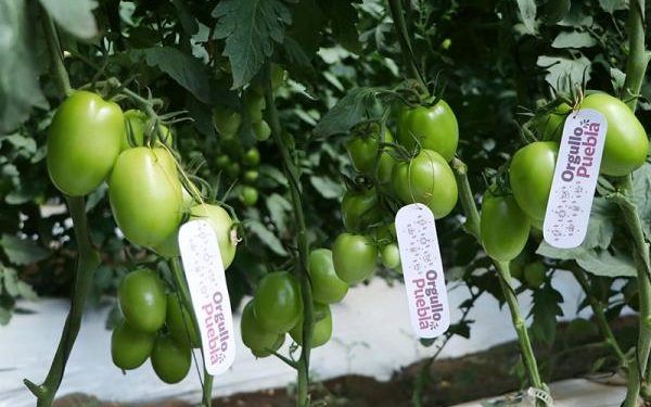 Exportará Puebla hasta mil 500 toneladas de tomate atlixquense a EU