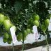 Exportará Puebla hasta mil 500 toneladas de tomate atlixquense a EU