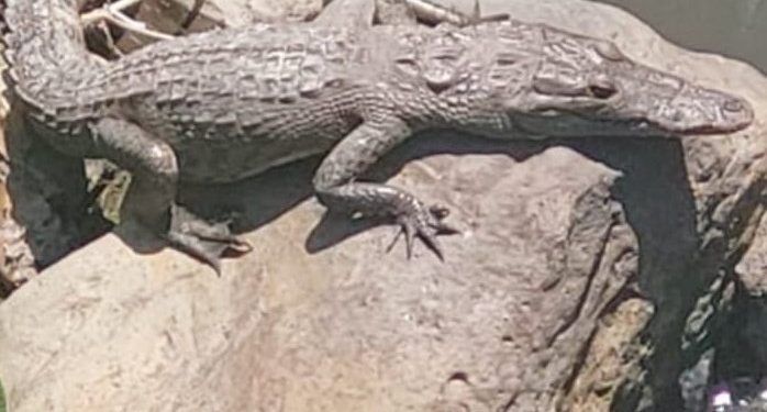 Resguardan a cocodrilo que se paseaba por canal de Teziutlán