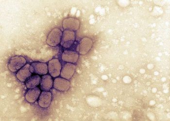 Viruela del mono llega a América: EE.UU. confirma primer caso 