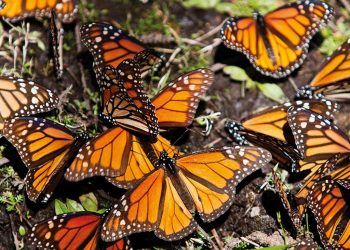 Presencia de mariposas monarca en México aumentó 35 % en diciembre de 2021