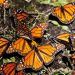Presencia de mariposas monarca en México aumentó 35 % en diciembre de 2021