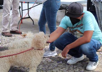 Continúan las jornadas de adopción de canes en Puebla capital