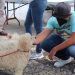 Continúan las jornadas de adopción de canes en Puebla capital