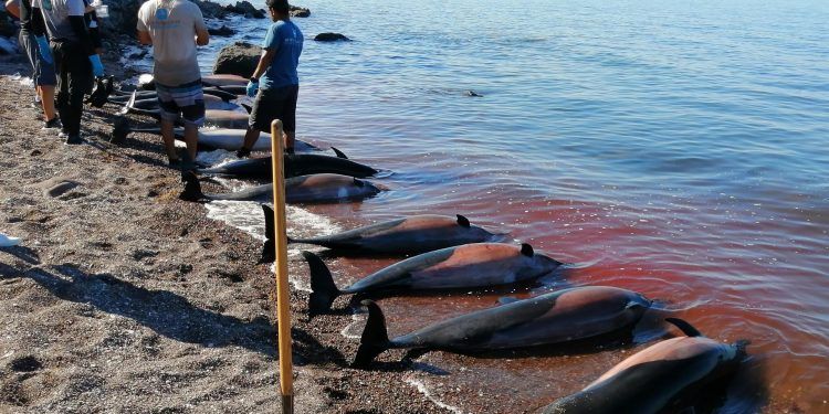 Unos 30 delfines mueren varados en costas de Baja California Sur