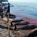 Unos 30 delfines mueren varados en costas de Baja California Sur