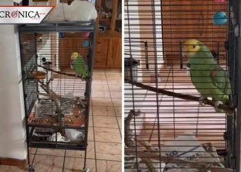 ‘Ahí voy’: perico se hace viral por trolear a testigos de Jehová (VIDEO)