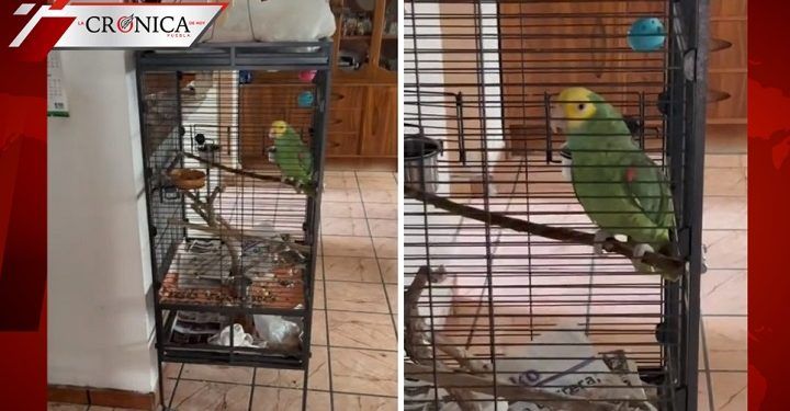‘Ahí voy’: perico se hace viral por trolear a testigos de Jehová (VIDEO)