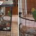 ‘Ahí voy’: perico se hace viral por trolear a testigos de Jehová (VIDEO)