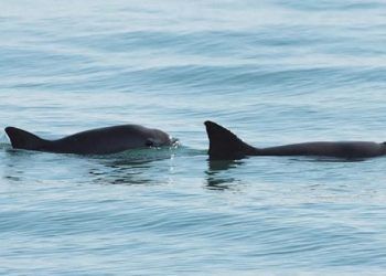 Vaquita marina podría sobrevivir por su cuenta si se elimina el enmalle