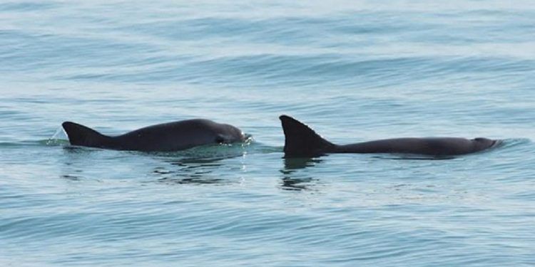 Vaquita marina podría sobrevivir por su cuenta si se elimina el enmalle