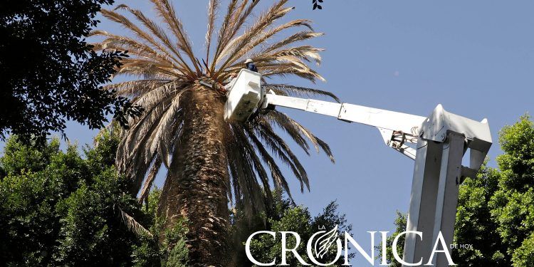 Derribarán 14 palmeras de la capital infectadas de amarillamiento letal