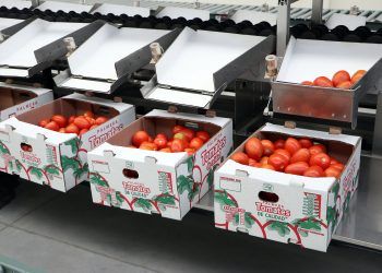 Exportarán 20 toneladas de tomate de la Sierra Norte a Estados Unidos