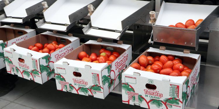 Exportarán 20 toneladas de tomate de la Sierra Norte a Estados Unidos