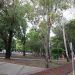 Con la siembra de 5 mil árboles, inicia programa de reforestación en Puebla capital