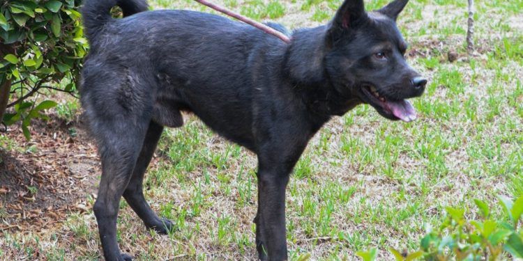Incrementan denuncias por trato a mascotas