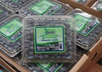 Exportarán casi 500 toneladas de blueberry poblana a Estados Unidos y Canadá
