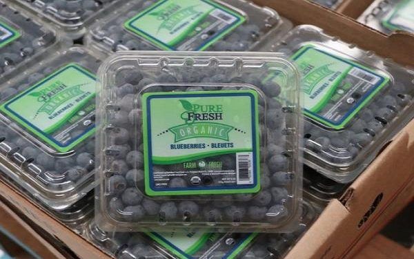 Exportarán casi 500 toneladas de blueberry poblana a Estados Unidos y Canadá