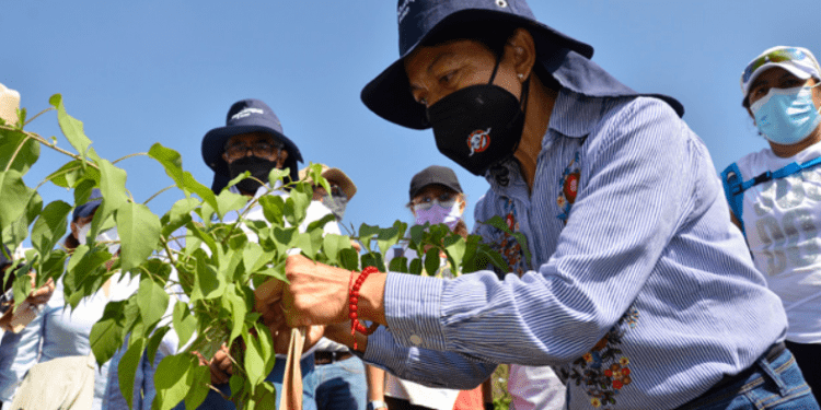 Rectora de la BUAP encabeza jornada de reforestación del Memorial COVID-19