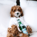 Los hoteles más lujosos para mascotas