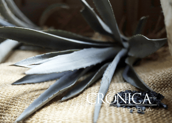 Mezcales poblanos, de tú a tú con Oaxaca
