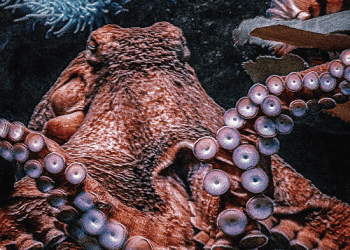 Panspermia galáctica
