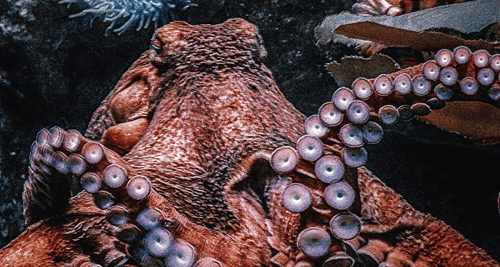 Panspermia galáctica
