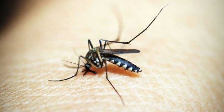 Reporta SSA ocho casos de dengue en Puebla