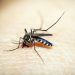 Reporta SSA ocho casos de dengue en Puebla