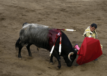 Van diputados por cancelar toros y gallos