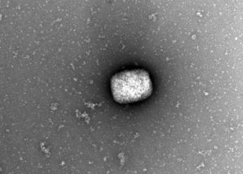 Jalisco ha detectado cinco casos de viruela del mono