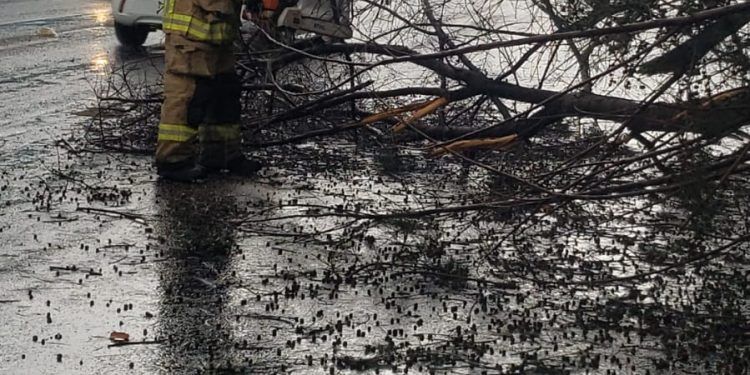 Lluvias dejan árboles caídos e inundaciones en Puebla 
