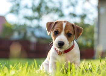 ¿Por qué el 21 de julio se celebra el Día Mundial del Perro?