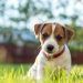 ¿Por qué el 21 de julio se celebra el Día Mundial del Perro?