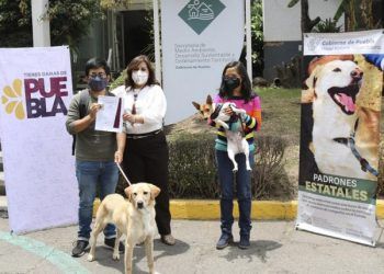 Perritos que sufrieron abuso son dados en adopción por Medio Ambiente Puebla 