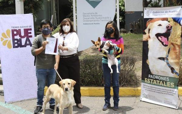 Perritos que sufrieron abuso son dados en adopción por Medio Ambiente Puebla 