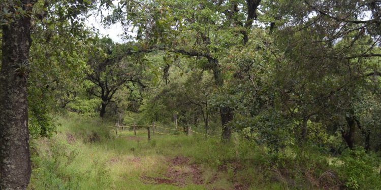 Protección a 859 hectáreas más en “Flor del Bosque”: Medio Ambiente