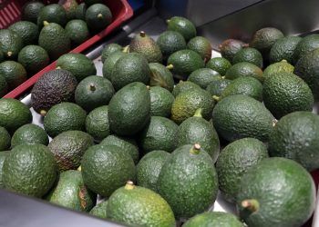 Aguacate poblano se venderá en supermercados gracias a vinculación de productores 