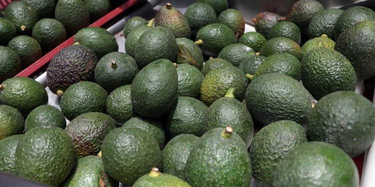 Aguacate poblano se venderá en supermercados gracias a vinculación de productores